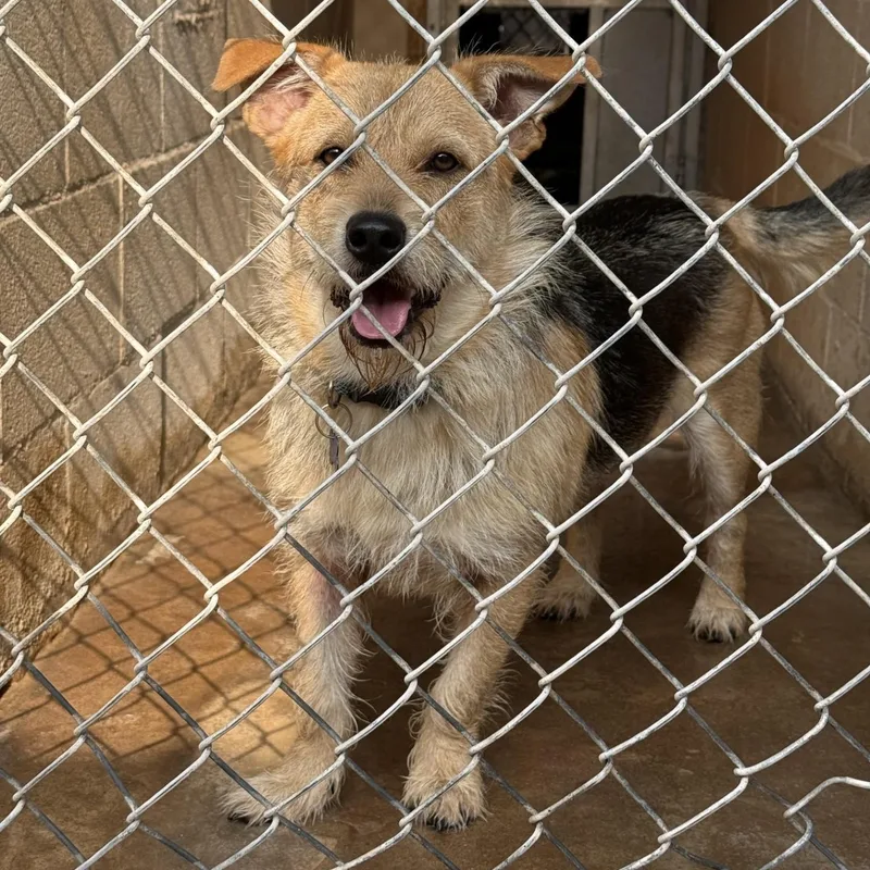 A young medium-sized male Yellow / Tan / Blond / Fawn Terrier dog named Kaiju for adoption in Blue Springs, MO