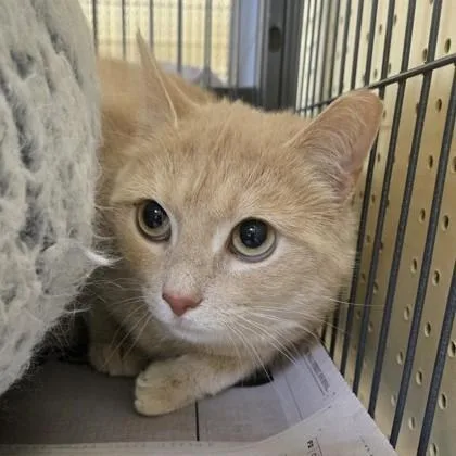 A young medium-sized female Tabby (Buff / Tan / Fawn) Domestic Short Hair cat named Momma for adoption in Phoenixville, PA