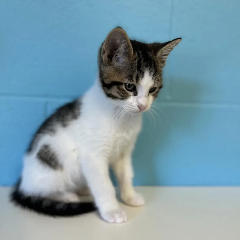 A baby small-sized male White Domestic Short Hair cat named Devens for adoption in Roxboro, NC