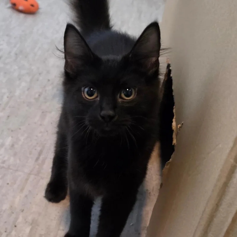 A baby medium-sized male Black Domestic Medium Hair cat named Toulouse for adoption in Muncie, IN