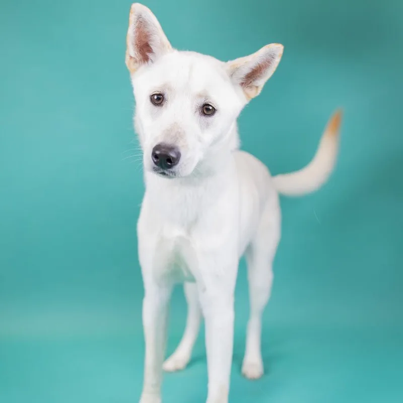 An adult medium-sized female White / Cream Shepherd dog named Bella for adoption in Portland, OR