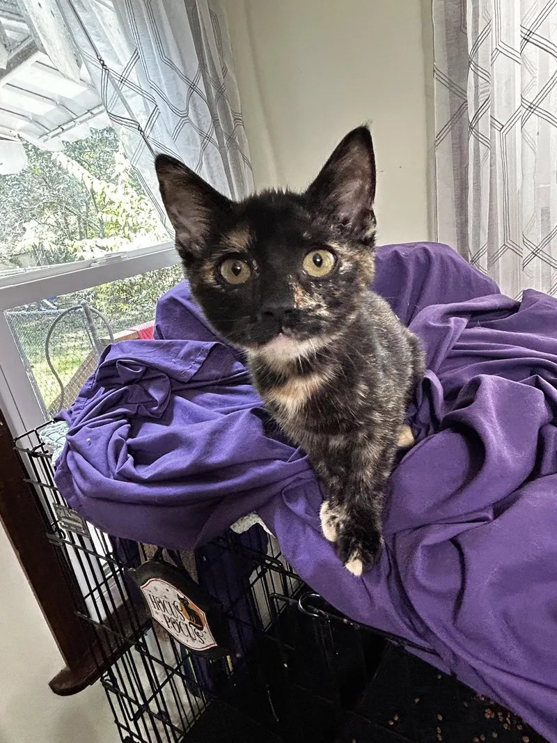 A young medium-sized female Tortoiseshell cat named Iriskk for adoption in White Bluff, TN