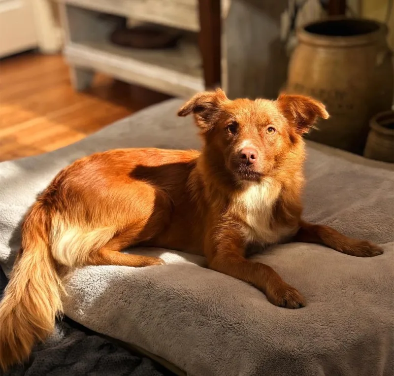 A young medium-sized female Australian Shepherd dog named Randi for adoption in Lexington, KY