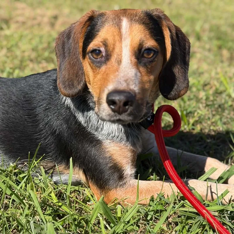 An adult medium-sized male Beagle dog named 26-01656 for adoption in Fredericksburg, VA