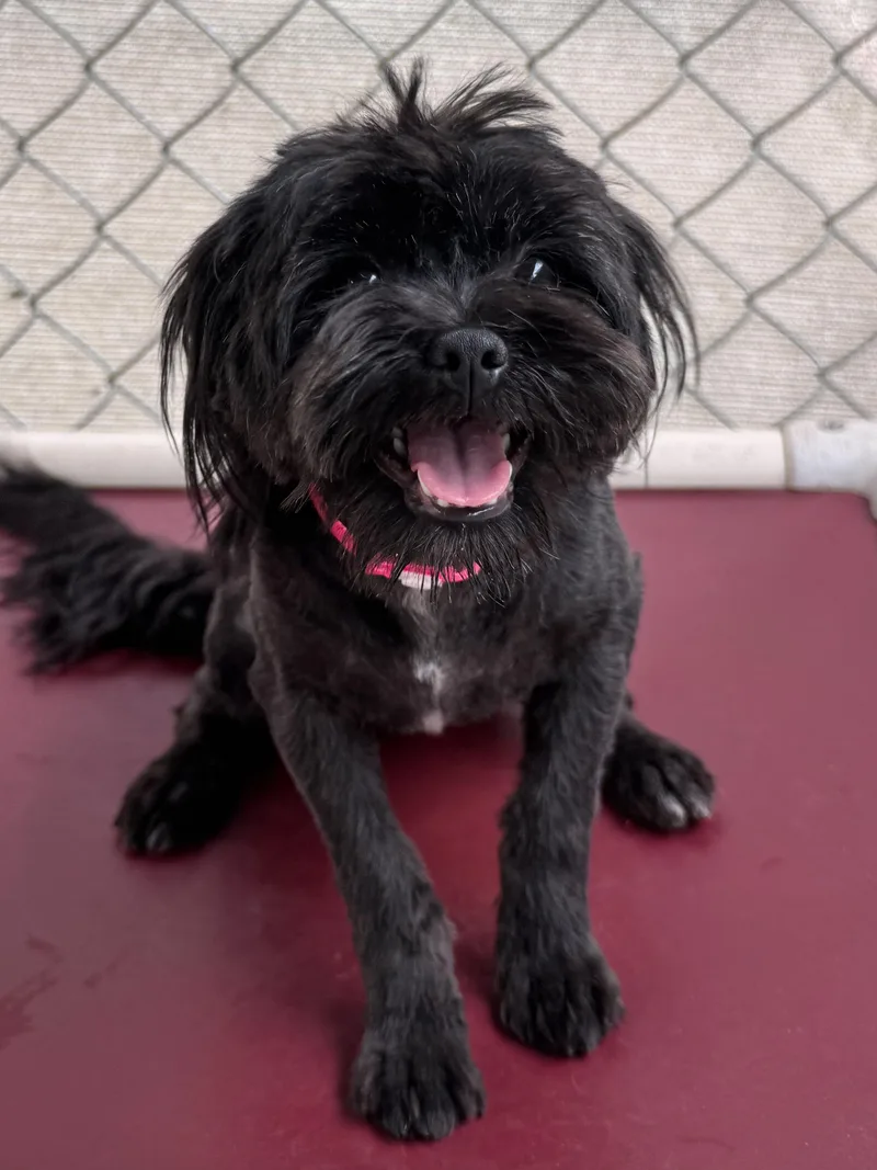 An adult small-sized female Black Maltese dog named Ember for adoption in Fresno, CA