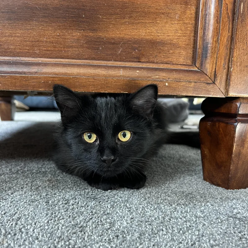 A young medium-sized male Black Domestic Medium Hair cat named Oliver for adoption in Brick, NJ