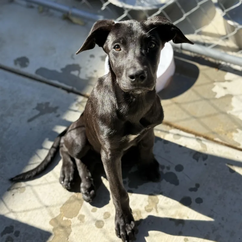 A young large-sized female Black Labrador Retriever dog named Elizabeth for adoption in Palmdale, CA