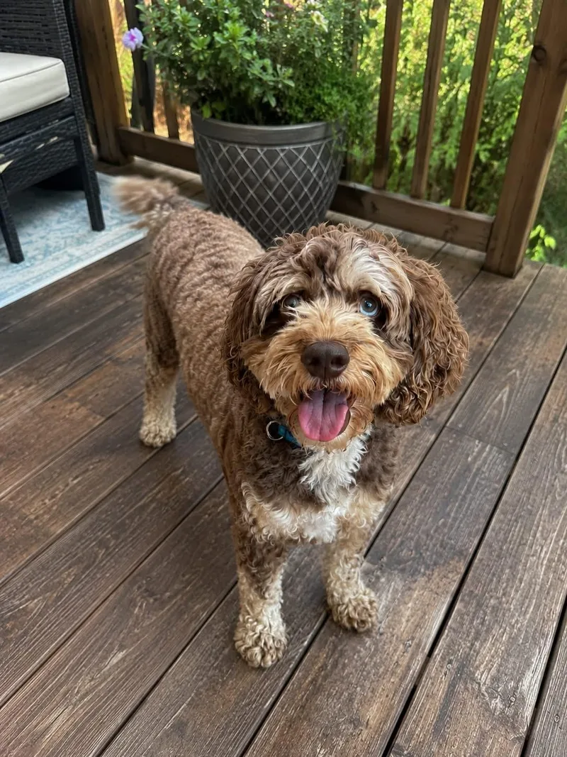 An adult small-sized male Brown / Chocolate Cockapoo dog named Fynn for adoption in Brunswick, ME