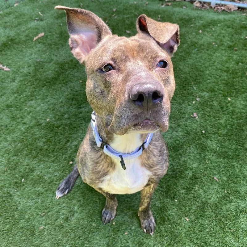 An adult medium-sized female Mixed Breed dog named Pixel for adoption in Davenport, IA