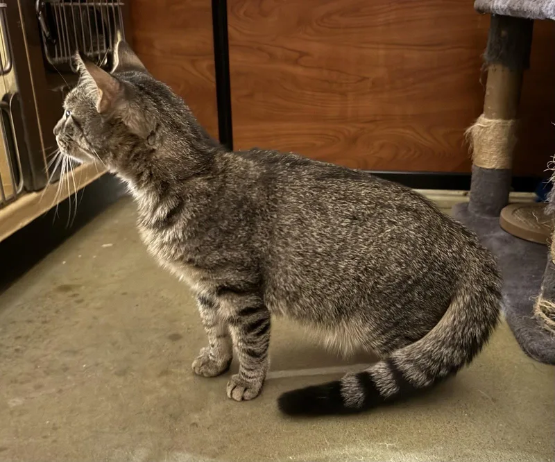 A young small-sized male Domestic Short Hair cat named Jiji for adoption in Herndon, VA