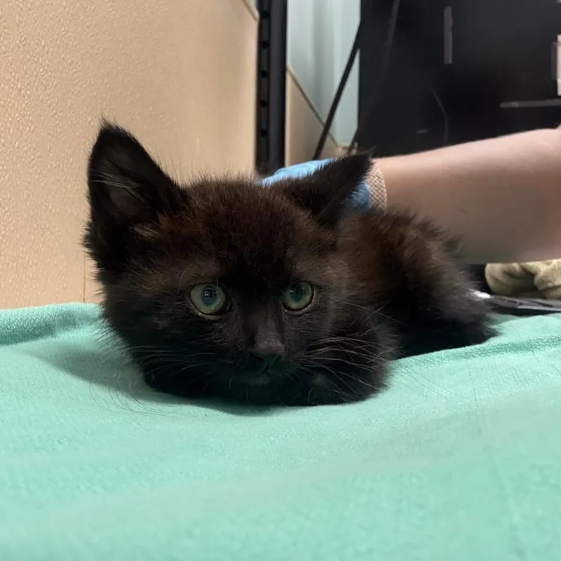A baby small-sized male Black Domestic Medium Hair cat named Bingo for adoption in Tacoma, WA