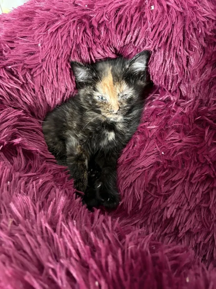 A baby small-sized female Tortoiseshell Domestic Short Hair cat named Louise Belcher for adoption in Ferndale, MI