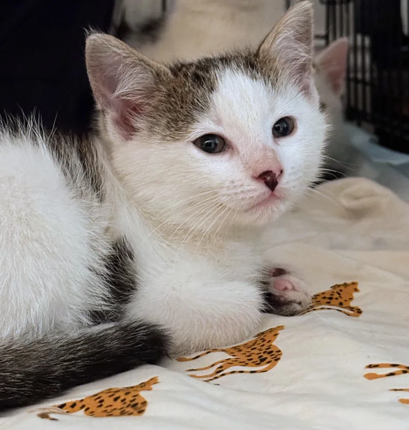 A baby small-sized male Tabby (Gray / Blue / Silver) Domestic Short Hair cat named Kevin Bacon for adoption in Ridgewood, NY