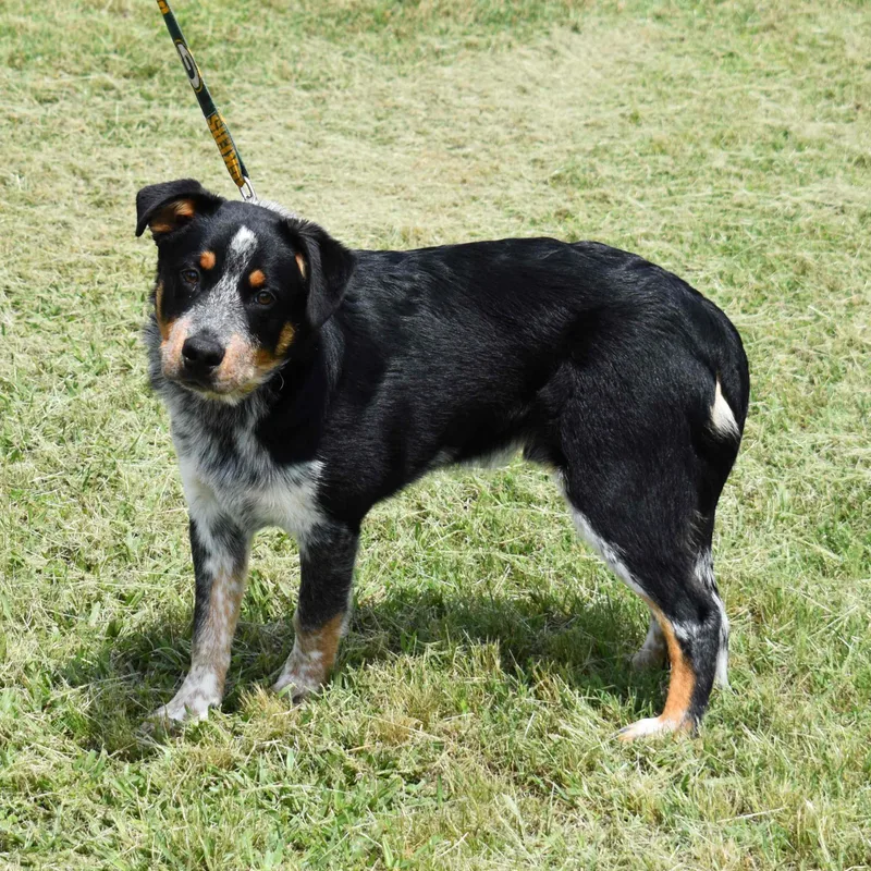 A baby medium-sized male Tricolor (Brown, Black, & White) Australian Cattle Dog / Blue Heeler dog named Squidward for adoption in Searcy, AR