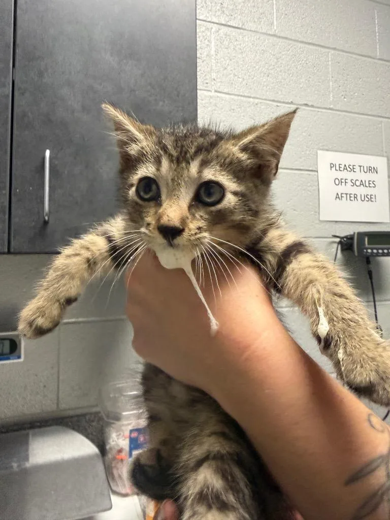 A baby small-sized male Domestic Short Hair cat named Talon for adoption in Henderson, NC