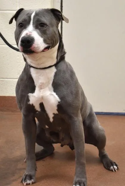 An adult large-sized female Pit Bull Terrier dog named Nuve for adoption in Spanish Fork, UT