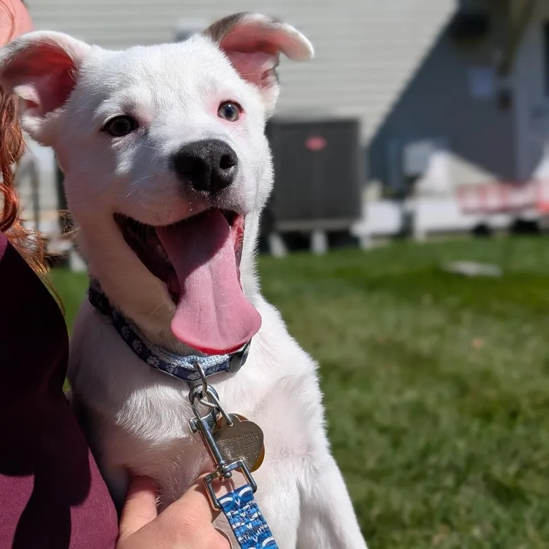A baby small-sized male Mixed Breed dog named Pony for adoption in Thomaston, ME