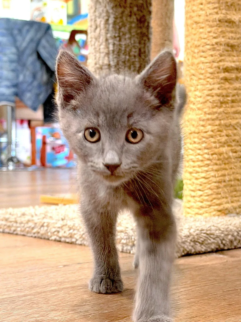 A baby medium-sized male Gray / Blue / Silver Domestic Short Hair cat named Lucky for adoption in Fremont, CA