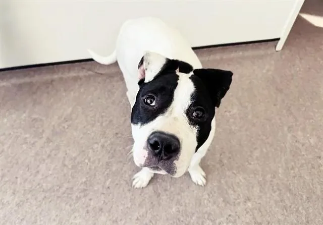 A young large-sized female Pit Bull Terrier dog named Bebe for adoption in Saint Louis, MO