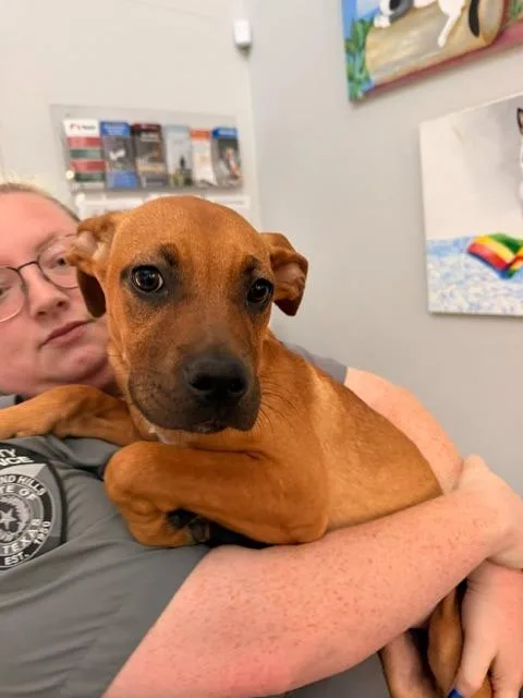 A baby medium-sized female Boxer dog named Velma Dinkley for adoption in Richland Hills, TX