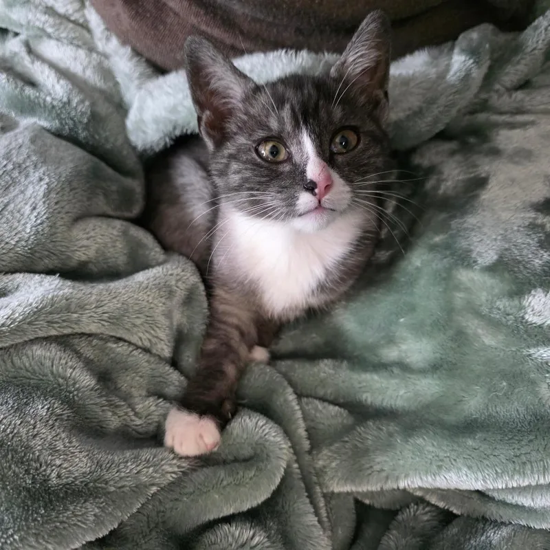 A baby small-sized male Black & White / Tuxedo American Shorthair cat named Rocket for adoption in Greenville, NC