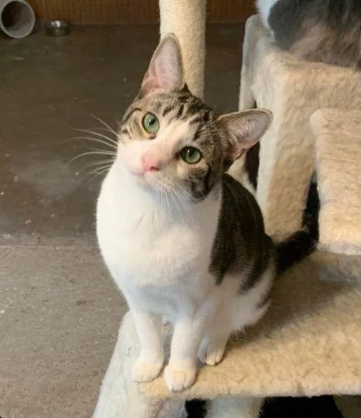 An adult extra large-sized male Domestic Short Hair cat named Zeus for adoption in San Angelo , TX