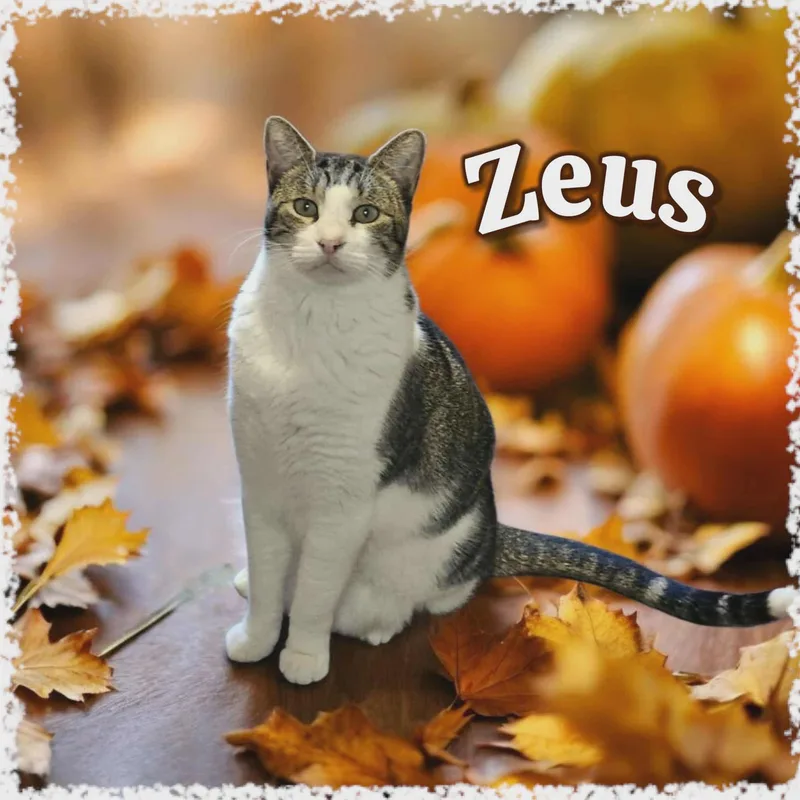 Zeus thumbnail 6