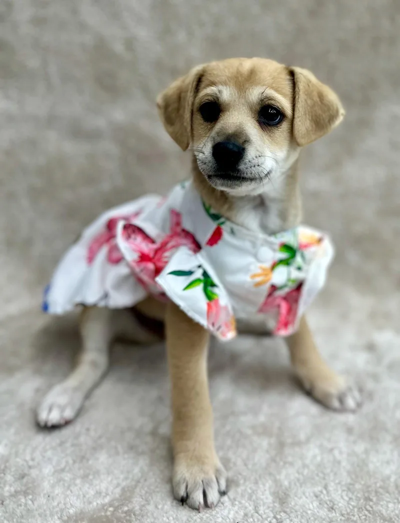 A baby small-sized female Beagle dog named Clue: Pistol for adoption in Palo Alto, CA