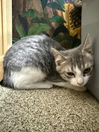 A baby small-sized female Gray / Blue / Silver Domestic Short Hair cat named LouAnn for adoption in Harbor Springs, MI