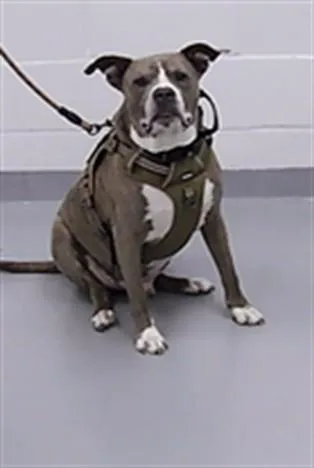 An adult extra large-sized male Mixed Breed dog named Chimuelo for adoption in Saint Cloud, FL