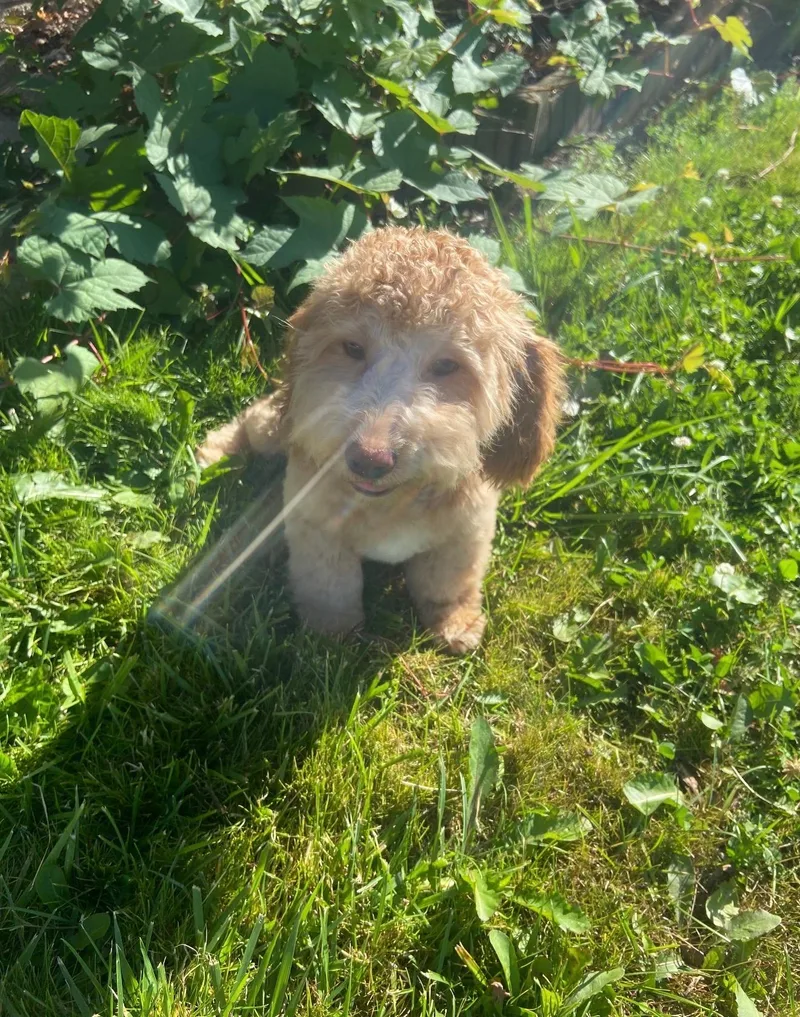 A young small-sized male Poodle dog named Meeko for adoption in White Lake, MI