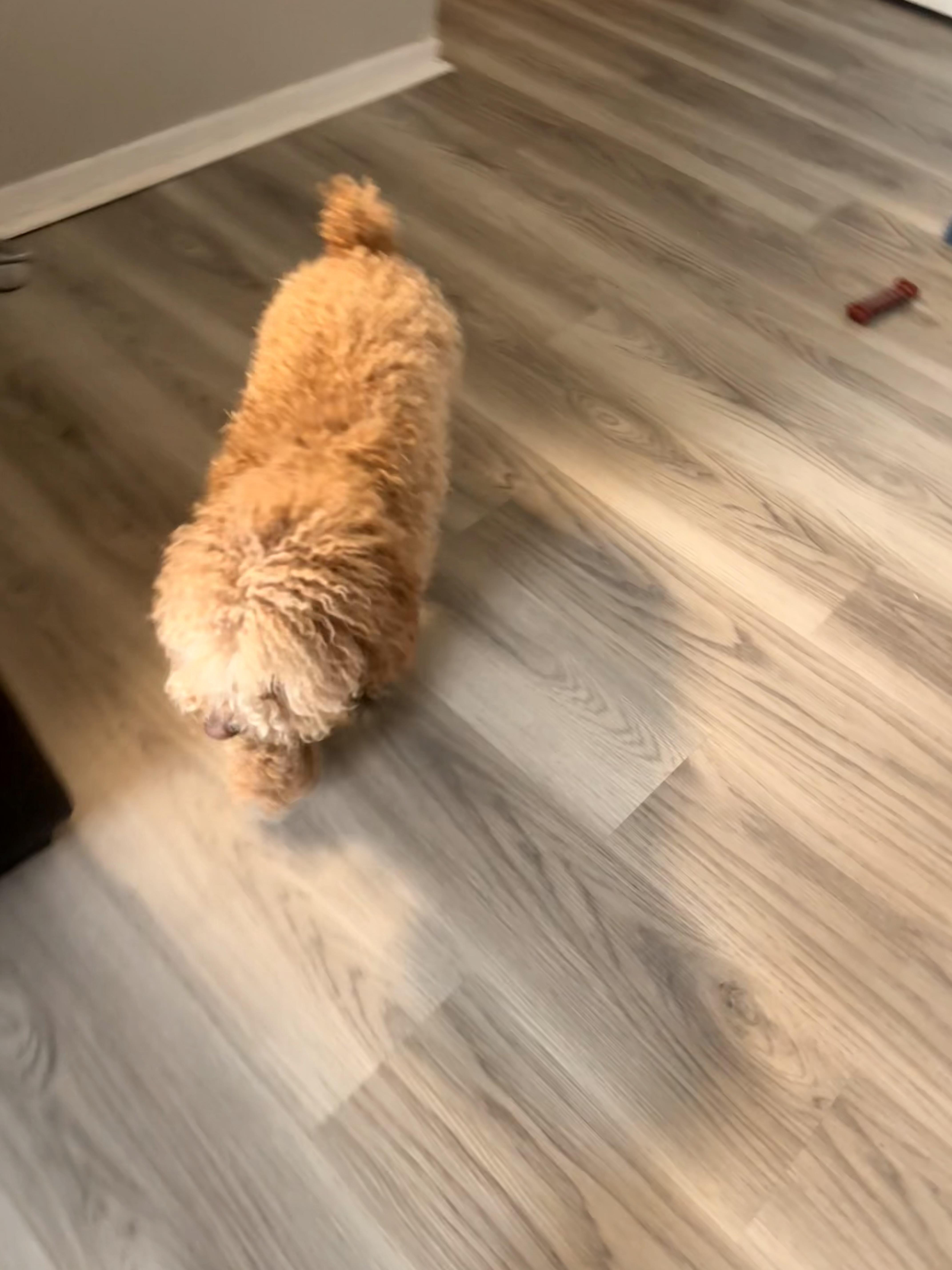 Meeko thumbnail 2