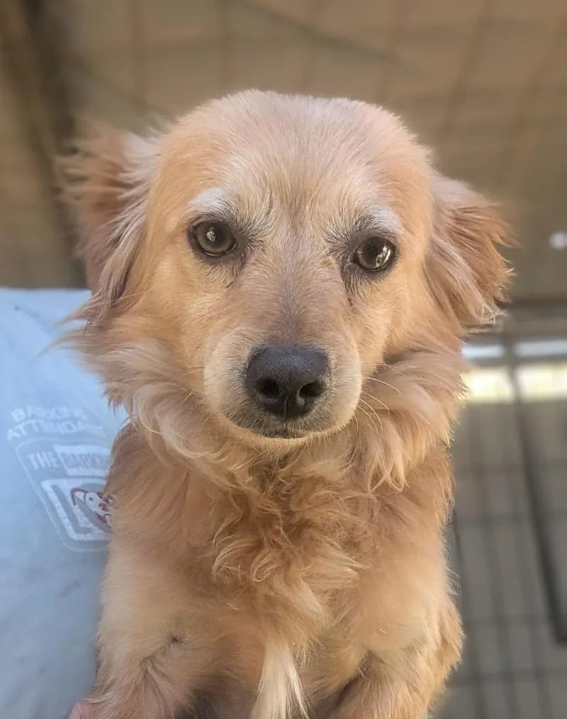 A young small-sized male Dachshund dog named Twin for adoption in San Diego, CA