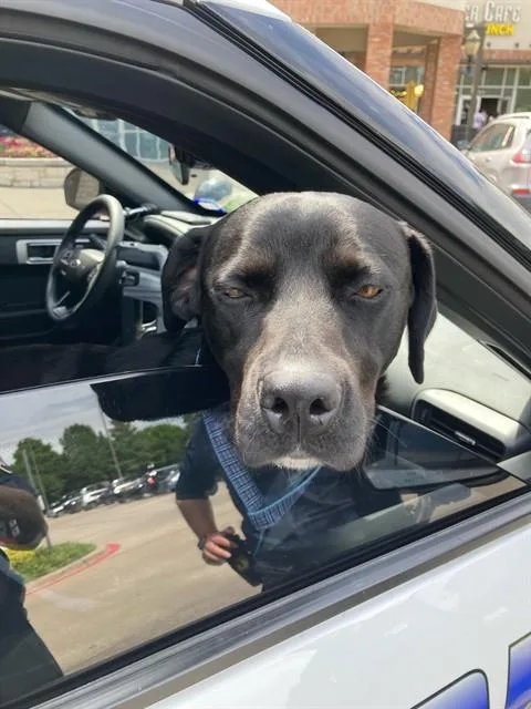 A young large-sized female Mixed Breed dog named Mable for adoption in Dallas, TX