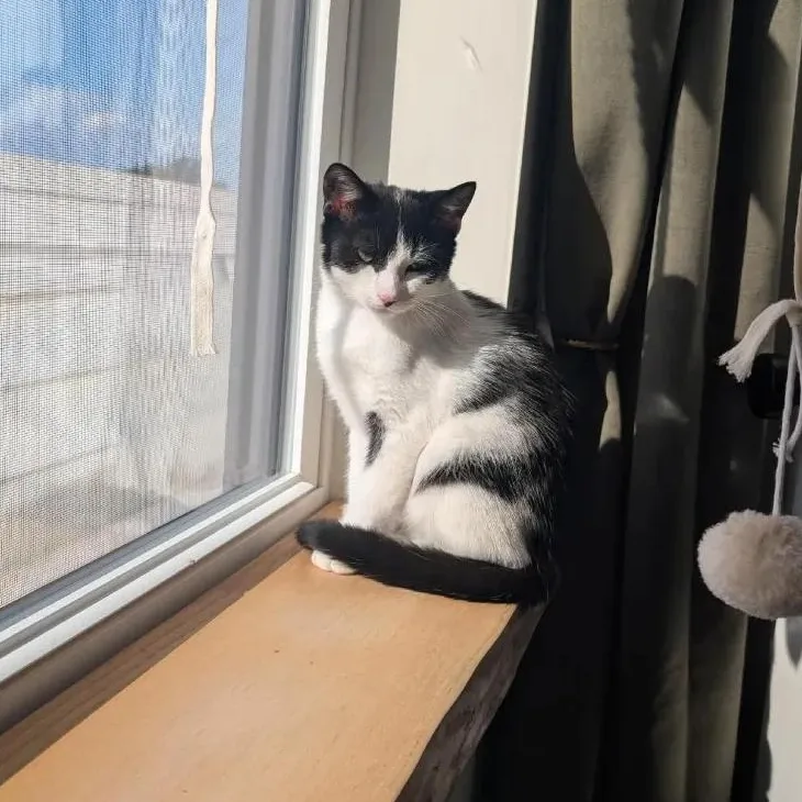 A baby small-sized female Domestic Short Hair cat named Dragon & Dot for adoption in North Bergen, NJ