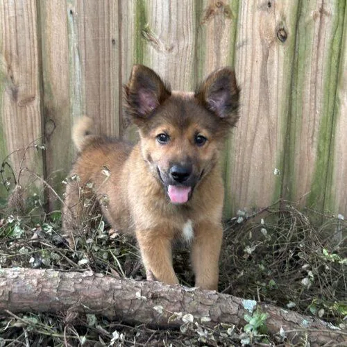 A baby small-sized male Red / Chestnut / Orange German Shepherd Dog dog named Mongo for adoption in Raleigh, NC