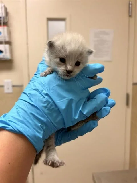 A baby small-sized female Domestic Short Hair cat named Mary for adoption in Riverside, CA