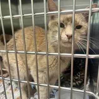 A senior medium-sized male Tabby (Buff / Tan / Fawn) Domestic Short Hair cat named Hitch for adoption in Phoenixville, PA