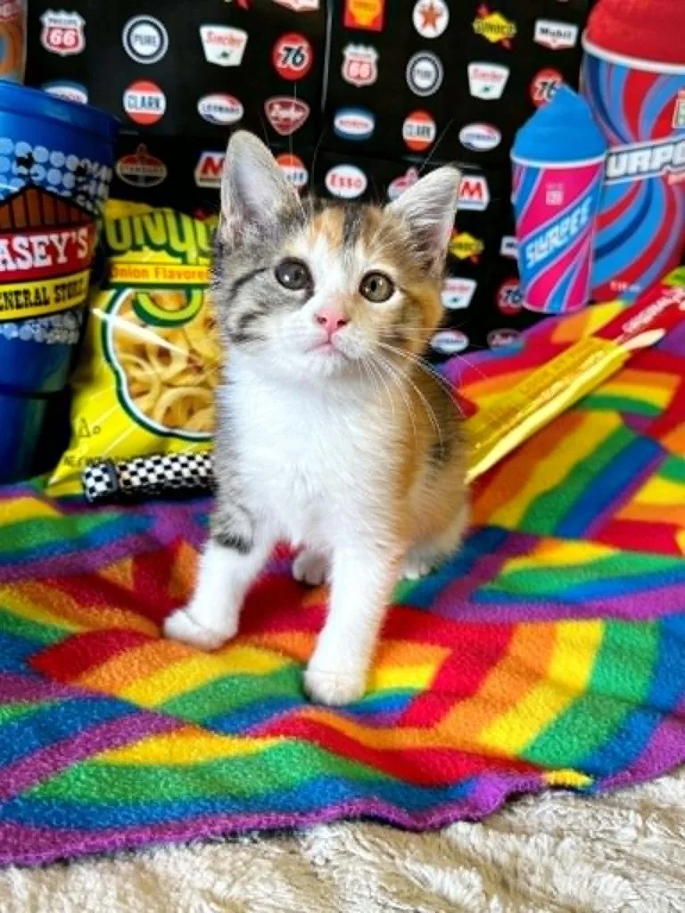 A baby small-sized female Domestic Short Hair cat named Slurpee for adoption in Effingham, IL
