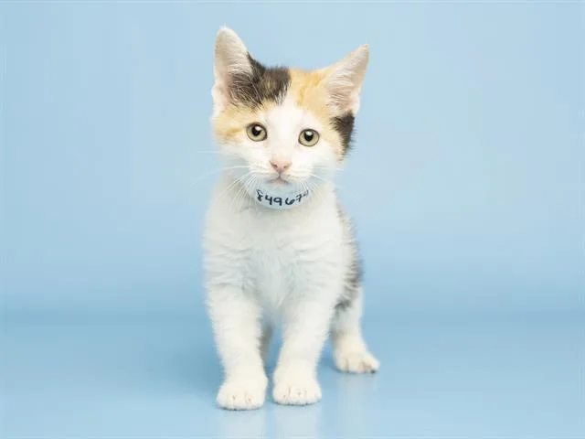 A baby small-sized female Domestic Short Hair cat named Peaches for adoption in Phoenix, AZ