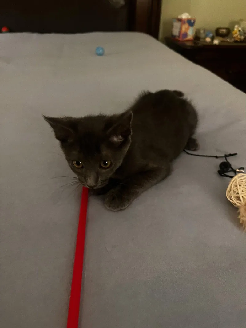 An adult medium-sized female Domestic Short Hair cat named Dusty for adoption in Rockaway, NJ