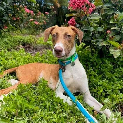 A young medium-sized male Brown / Chocolate Coonhound dog named Zeke for adoption in Wahiawa, HI