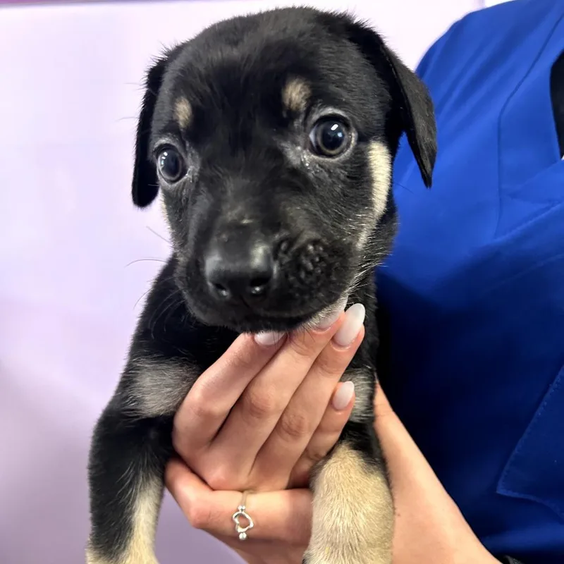 A baby small-sized male Black Shepherd dog named Gray for adoption in Northbrook, IL