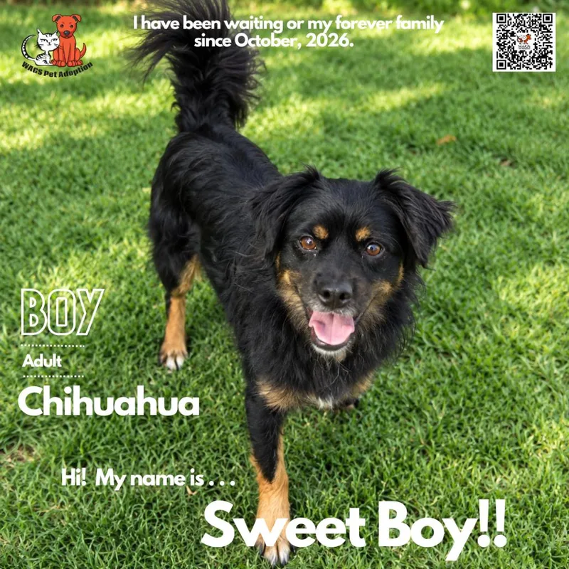 An adult small-sized male Chihuahua dog named Sweet Boy for adoption in Westminster, CA