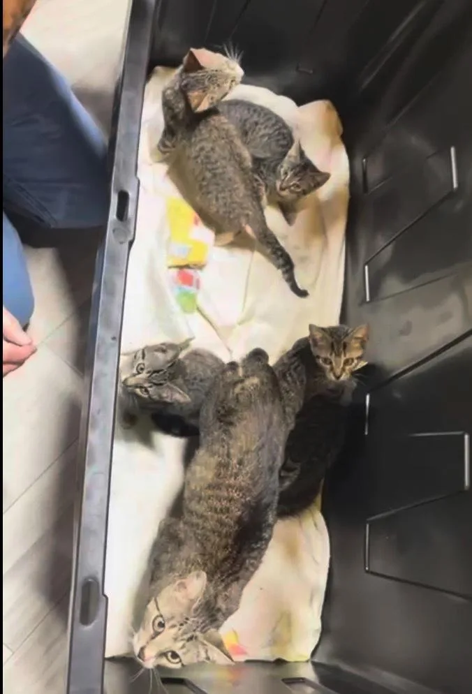 An adult medium-sized female Domestic Short Hair cat named Chiquita for adoption in Ferndale, MI