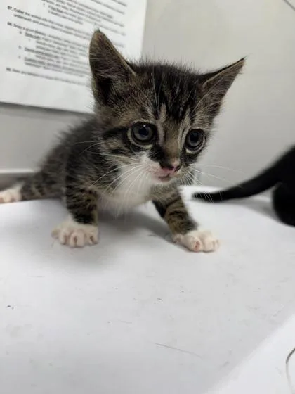 A baby small-sized male Domestic Short Hair cat named Elmo for adoption in Sevierville, TN