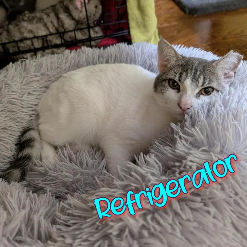 A baby small-sized female Gray & White Domestic Short Hair cat named Refrigerator CP for adoption in Dallas, TX
