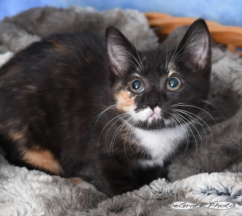 A baby medium-sized female Domestic Short Hair cat named Beverly for adoption in Pittsboro, NC