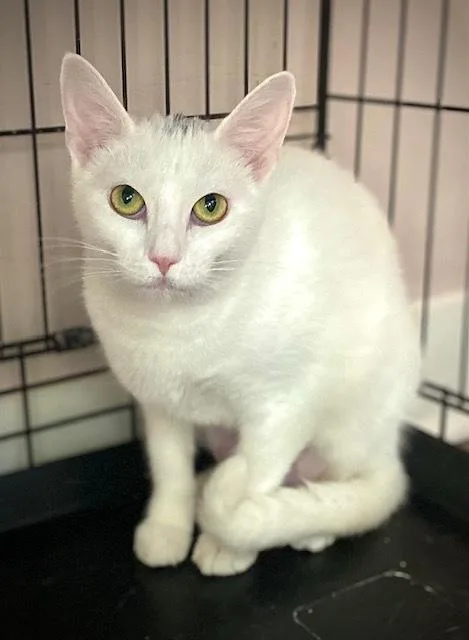 An adult medium-sized female Domestic Short Hair cat named Bianca for adoption in Duxbury, MA