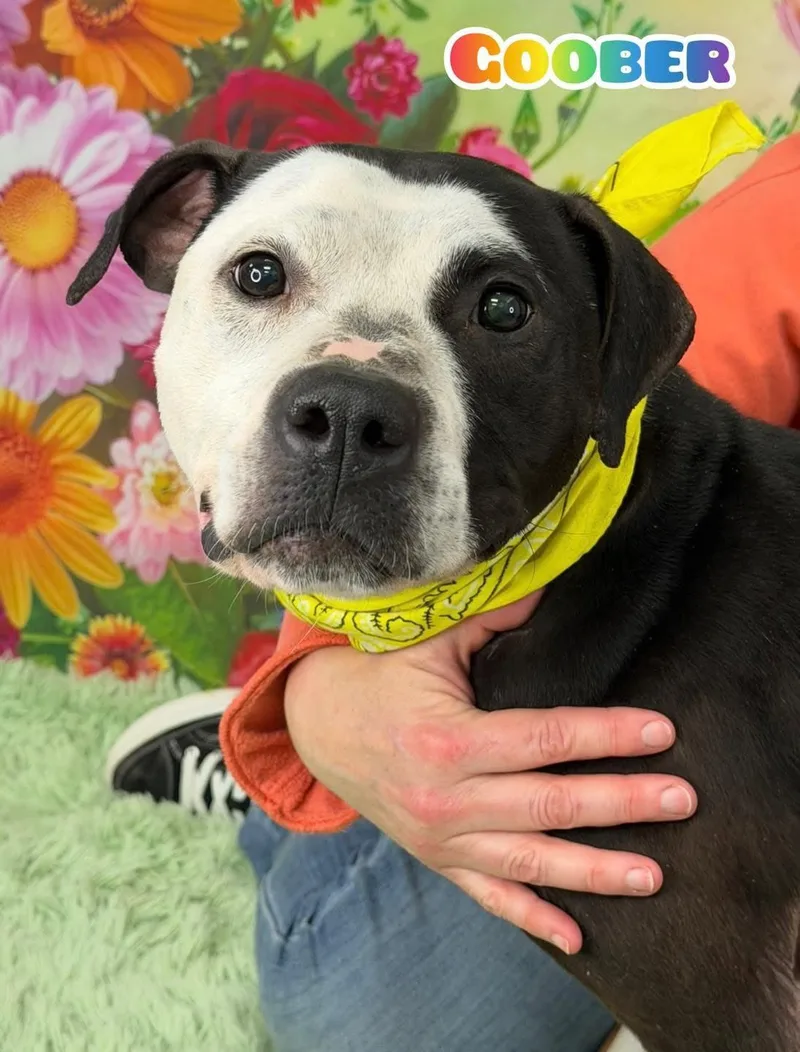 An adult medium-sized male Black Mixed Breed dog named Goober for adoption in Flint, MI